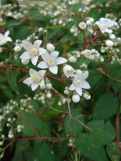 Deutzia staminea P1D